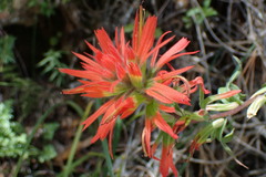 Castilleja applegatei pinetorum