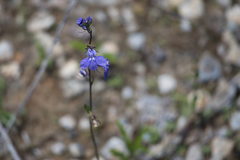 Lobelia gattingeri