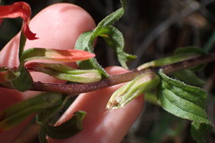 Castilleja applegatei pinetorum