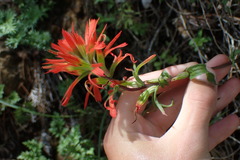 Castilleja applegatei pinetorum