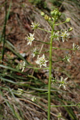 Toxicoscordion micranthum