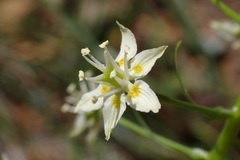 Toxicoscordion micranthum