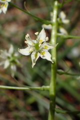 Toxicoscordion micranthum