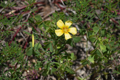 Oxalis macrantha