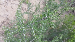 Condalia spathulata