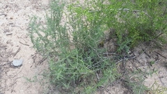 Condalia spathulata