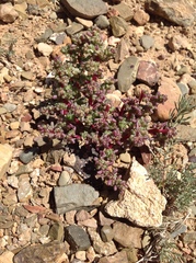 Halogeton glomeratus