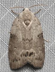 Polygrammate cadburyi