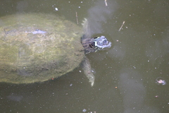 Graptemys ouachitensis