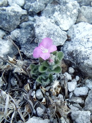 Stenandrium verticillatum