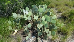Opuntia cacanapa