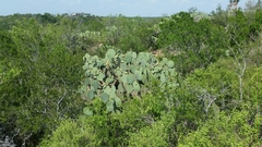 Opuntia cacanapa