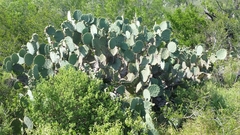 Opuntia cacanapa
