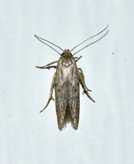 Hypatopa punctiferella