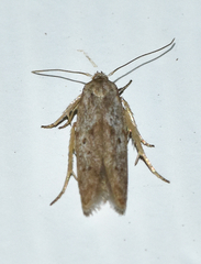 Hypatopa punctiferella
