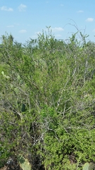 Citharexylum brachyanthum
