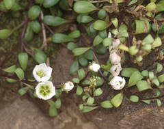 Gentianella saxosa