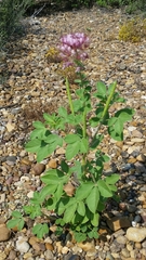 Polanisia dodecandra riograndensis