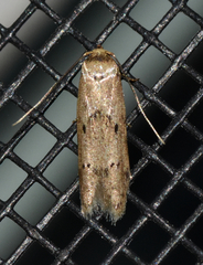 Blastobasis taurusella