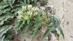 Asclepias prostrata