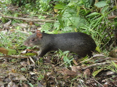 Dasyprocta fuliginosa