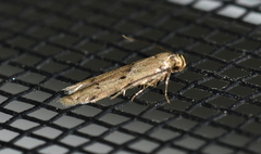 Blastobasis taurusella