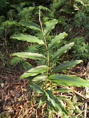 Alpinia arundelliana