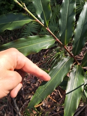 Alpinia arundelliana