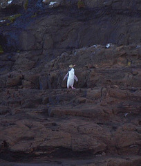 Megadyptes antipodes