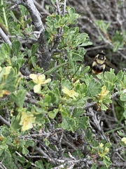 Volucella bombylans