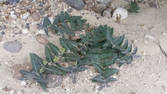 Asclepias prostrata