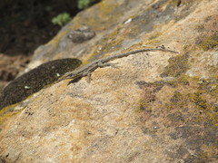 Urosaurus ornatus wrighti