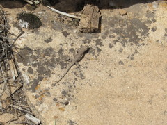 Urosaurus ornatus wrighti