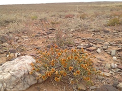 Anabasis brevifolia