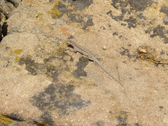 Urosaurus ornatus wrighti