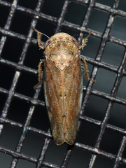 Paraphlepsius continuus