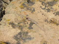 Urosaurus ornatus wrighti