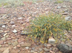 Anabasis brevifolia