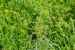 Echinacea pallida