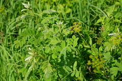 Astragalus canadensis