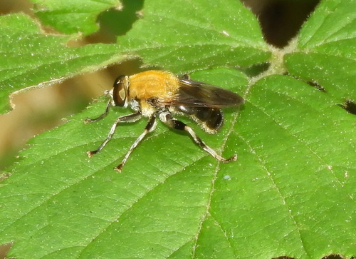 Goldenback photo 3