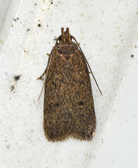 Glyphidocera juniperella
