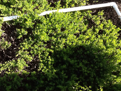 Baccharis pilularis pilularis