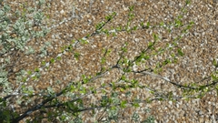 Citharexylum brachyanthum