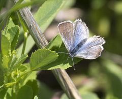 Celastrina echo echo