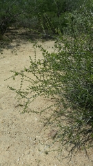 Citharexylum brachyanthum
