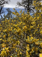Fremontodendron californicum