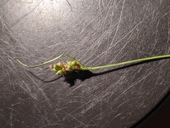 Carex deflexa