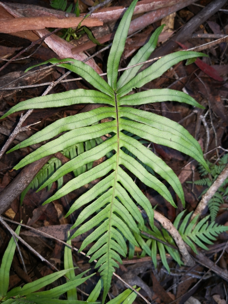 hammock fern
