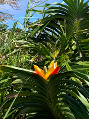 Freycinetia reineckei